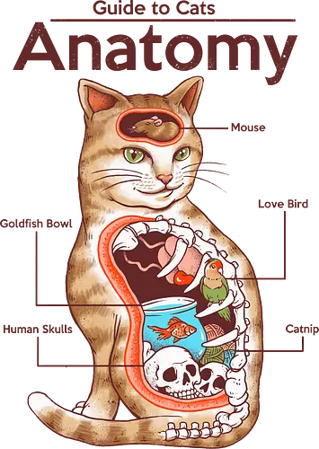 Anatomy of a Cat - cat, katze, anatomy, anatomie, mouse, fish, catnip